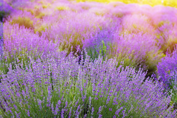 Purple lavender field. beautiful blooming, french romance