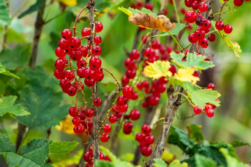 Red currant berries grow in sunny garden. Red currants plantation in summer field. Red currant berries in sunny garden.