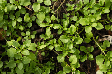 Fototapeta na wymiar Close up view of young green plant in a garden.