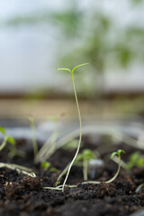 Green seedling illustrating concept of new life and growing from seed.