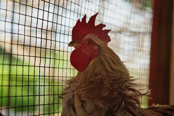 Closeup of rooster in cage, Mahe Seychelles