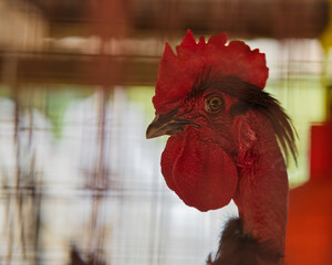 Closeup of rooster in cage, Mahe Seychelles