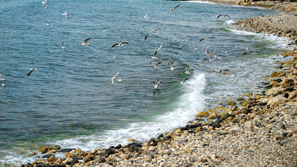Slow motion of seagulls flying over the sea waves rolling on rocky coast