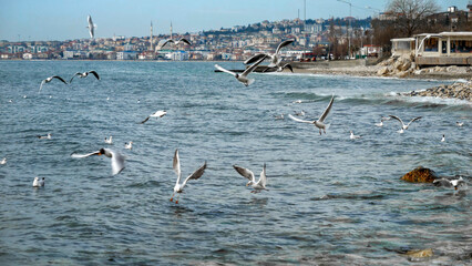 Sea coast in Istanbul with lots of seagulls flying and searching food.