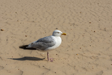 Gull standing on the beach at Alum Chine, Bournemouth, UK.