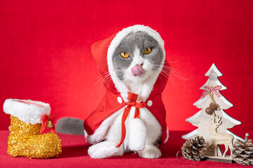 cute british shorthair cat with Santa Claus cloak on red background