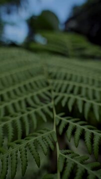 Fern branches and leaves in dark garden, wide angle macro shot & s-log3