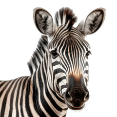 Fototapeta na wymiar Zebra face shot isolated on transparent background cutout