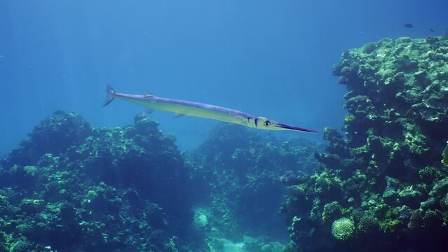 Close-up of Sea pike swims slowly nearby reef in sunrays, slow motion. Needlefish or Garfish floats on coral reef background on sunlight in sun beams