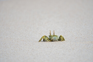 Ghost crab running on the sandy white beach on Mahe island Seychelles