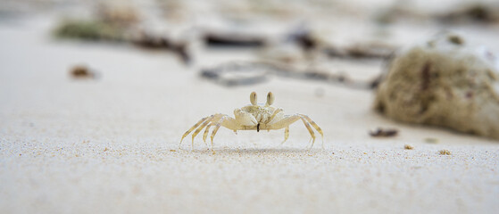 Ghost crab running on the sandy white beach on Mahe island Seychelles