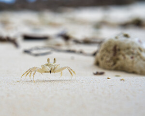 Ghost crab running on the sandy white beach on Mahe island Seychelles