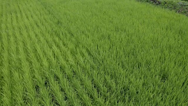ドローン撮影：強風に煽られる夏の稲