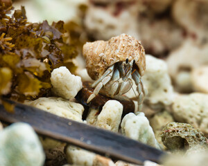 Hermit crabs of the of Seychelles, waking on corals at the beach, Mahe Seychelles
