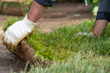 View of unrecognizable gardener fixing sod on field of backyard. Worker laying roll lawn in the...