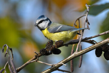 Obraz premium Eurasian blue tit // Blaumeise (Cyanistes caeruleus)