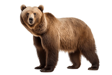 A Bear Isolated on a Transparent Background. Generative AI