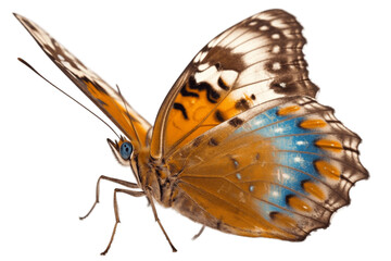Fototapeta na wymiar A Butterfly Isolated on a Transparent Background. Generative AI