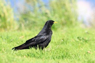 Alpine chough (Pyrrhocorax graculus), black mountain bird from Corvidae family