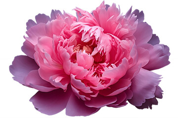 Peony Flower Flora Blossom Bloom Petal Nature Garden Transparent Background. Generative AI