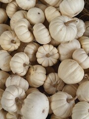 Lots of white pumpkins. Autumn fall seasonal pattern composition