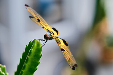 The Delicate Balance: Dragonfly Perched on a Cactus