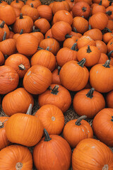 Lots of colourful orange pumpkins. Autumn fall seasonal pattern composition