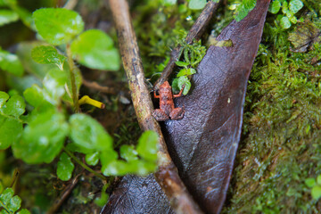 Morn blanc nature trail, Gardiner’s Seychelles frog is one of the world’s smallest frog species, hidden within the lush forest, Mahe Seychelles.