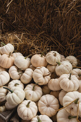 Lots of white pumpkins. Autumn fall seasonal pattern composition