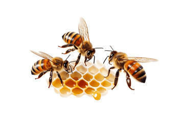 Isolated Fly Top View of honey bees on a Transparent Background. Generative AI