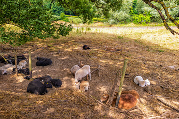 ExtensiverSchafhaltung