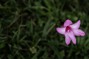 Ethereal Beauty Purple Copper Lily in Dual Tone