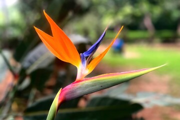 Bird of paradise flower in garden