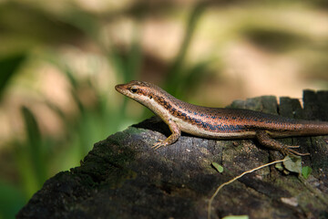 Seychelles skink gecko on tree trunk on the forest, Mahe Seychelles.
