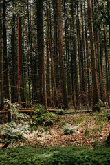 Tall coniferous trees in a forest with a sunny glade