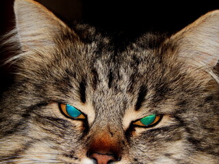 Mesmerizing close-up of a striped gray cat's face, captivating with its unique and different-colored eyes. cat portrait