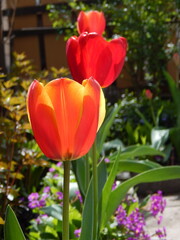 Naklejka premium bright red tulips, Sunlight illuminates two flowers, Blurred background focusing on bright petals and lush green leaves. close-up, suitable for capturing the essence of spring and the joy of nature