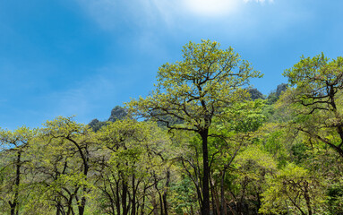 Fototapeta premium View of trees and Mountain National Forest, tree in the natural, the green plant on blue sky background, blue sky on the green tree. green leaves on the natural.