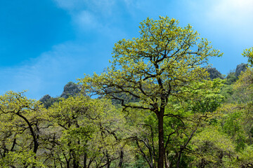 View of trees and Mountain National Forest, tree in the natural, the green plant on blue sky background, blue sky on the green tree. green leaves on the natural.