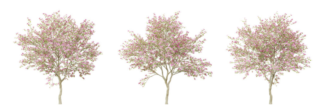 Bauhinia variegata tree on transparent background, png plant, 3d render illustration.