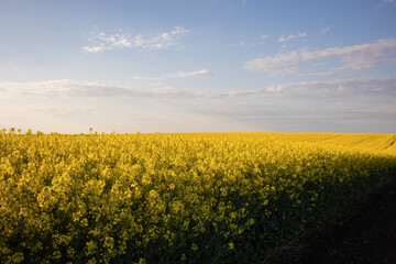 Obraz premium Yellow rapeseed field at the sunset.