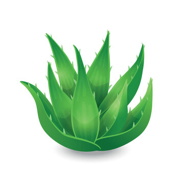 Aloe vera vector illustration in flat cartoon style isolated on white background