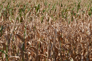 Vertockneter Mais (Zea mays) in Sachsen-Anhalt