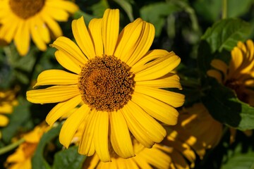 sunflower in the garden