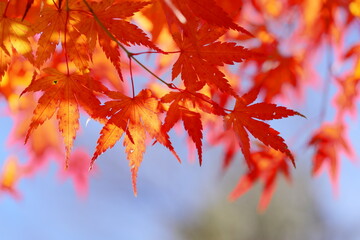 カエデの紅葉のクローズアップ