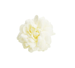 Thai jasmine white flower isolated on transparen png.This has clipping path. ( Jasmine photo stacked full depth field )