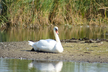 Closeup of white swan resting near a lake