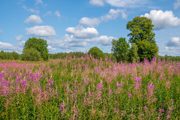 Ivan-tea blooms in the meadow on a summer day