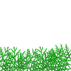 thuja branch isolated on white background