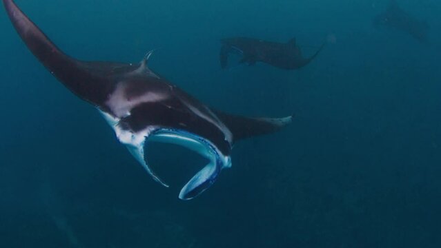 Gian oceanic manta ray or Mobula birostris slowly swims underwater